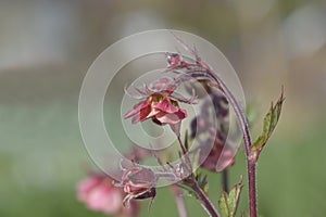 Avens Tempo Rose photo