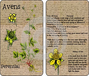 Avens Vintage Seed Packet photo