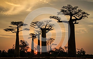 Avenue of the Baobabs, Morondava, Menabe Region, Madagascar