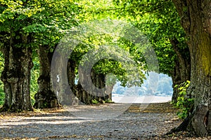 Avenue, allÃÂ©e with trees photo