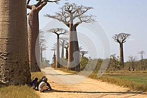 Avenue of baobab near Morondava