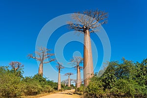 Avenue with the Baobab trees allee near Morondava in Madagascar