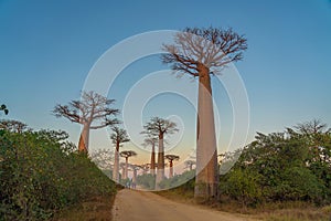 Avenue with the Baobab trees allee near Morondava in Madagascar