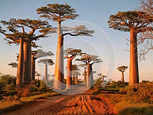 Avenue of the baobabs