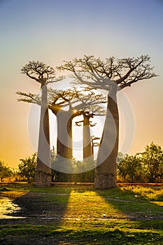 Avenue of the baobabs with an amazing sunset