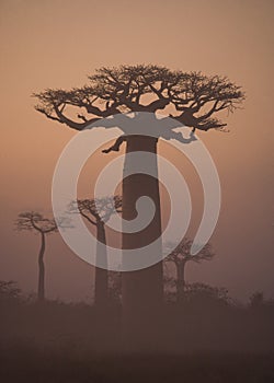 Avenue of baobabs at dawn in the mist. General view. Madagascar.