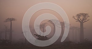 Avenue of baobabs at dawn in the mist. General view. Madagascar.