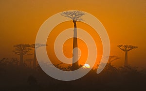 Avenue of baobabs at dawn in the mist. General view. Madagascar.