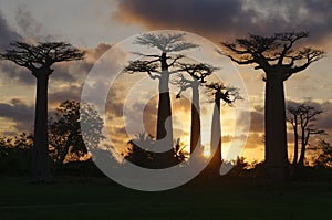 Avenue of the Baobabs at dusk - Morondava, Madagascar