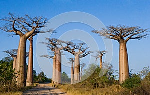 Avenue of baobabs. General view . Madagascar.