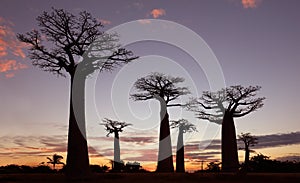 Avenue of the Baobabs, Madagascar