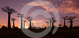 Avenue of the Baobabs, Madagascar