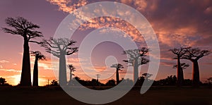 Avenue of the Baobabs, Madagascar