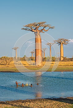 Avenue of the baobabs, Madagascar