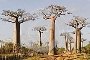 Avenue of the Baobabs - Morondava, Madagascar