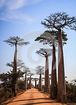 Avenue of the Baobabs, Morondava, Menabe Region, Madagascar