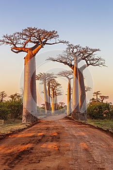 Avenue of the baobabs during sunset