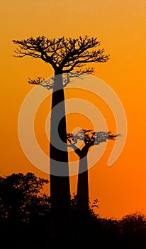 Avenue of baobabs at sunset. General view. Madagascar.