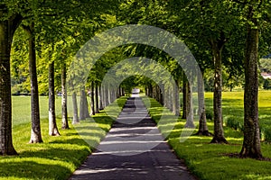 Avenue of beautiful trees in the heart of the Dorset countryside.