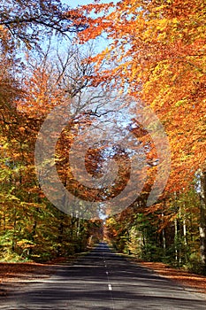 An avenue of beeches