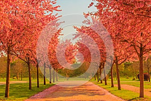 An avenue of blooming cherry trees