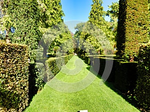 Avenue of Box Topiary and fir trees