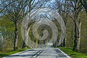 Avenue country road with a line of old trees running along each side with first green leaves in spring, typical in northern