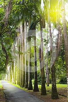 Avenue of the Cuban palm trees (royal palm tree) on Mauritius (Roystonea regia)