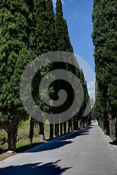 Avenue cypress Montepulciano, Tuscany, Italy