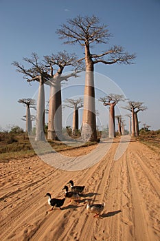 Avenue de Baobab, Madagascar