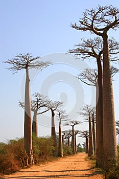 Avenue de Baobab, Madagascar