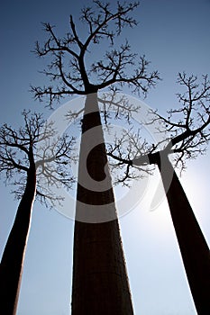 Avenue de Baobab, Madagascar