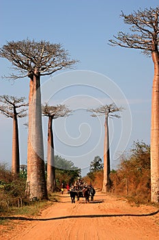 Avenue de Baobab, Madagascar