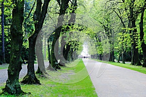 Avenue of deciduous oak trees in park