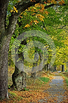 Avenue with dirt road