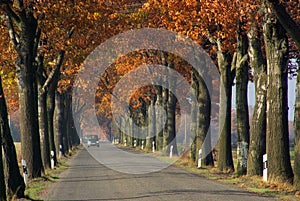 Avenue in fall