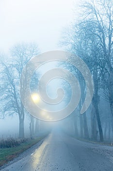 Avenue in fog