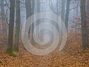 Avenue in the fog in autumn