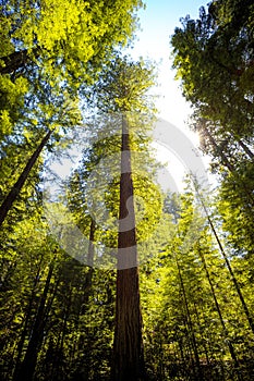 Avenue of the Giants Forest Views, Humboldt Redwoods State Park, California