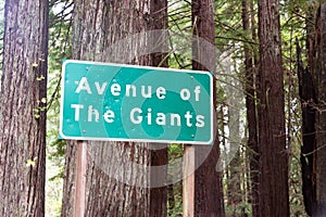 Avenue of The Giants Sign