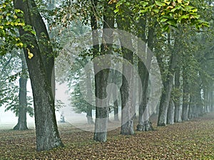 Avenue of Lime trees