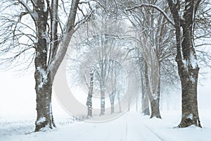 avenue lined by bare trees in the snow storm, rural country winter landscape with copy space