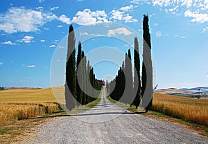 Avenue lined with cypress photo