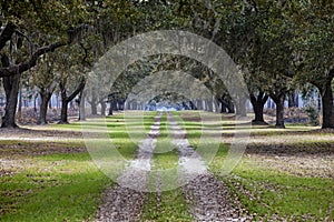 Avenue of live oaks