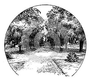 Avenue of Live Oaks, vintage illustration