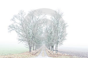 Avenue of maple trees in fog