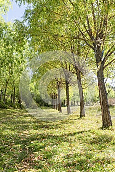 Avenue and neat trees