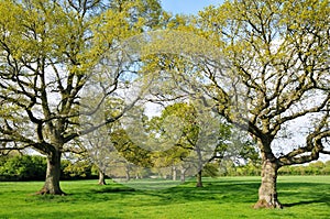 Avenue of Oak Trees photo