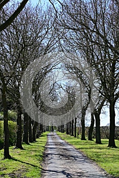 Avenue of Oak Trees, Norfolk, England, UK