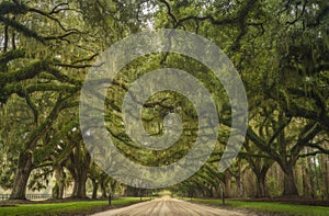 Avenue of Oaks at Boone Hall Plantation